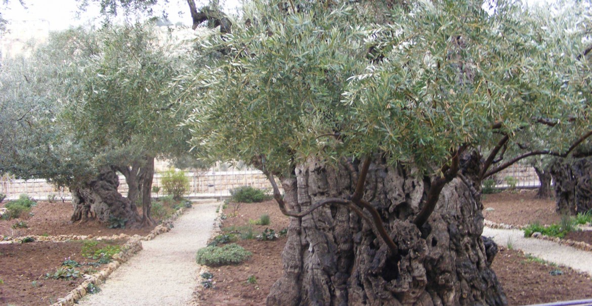 Grădina Ghetsimani Grădina Ghetsimani